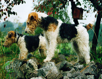 Bache vom Netzkater | Wire Fox Terrier 