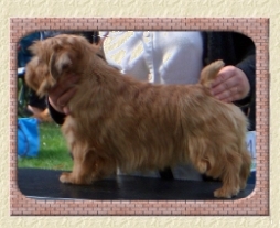 Brymarden Carbon Copy | Norfolk Terrier 