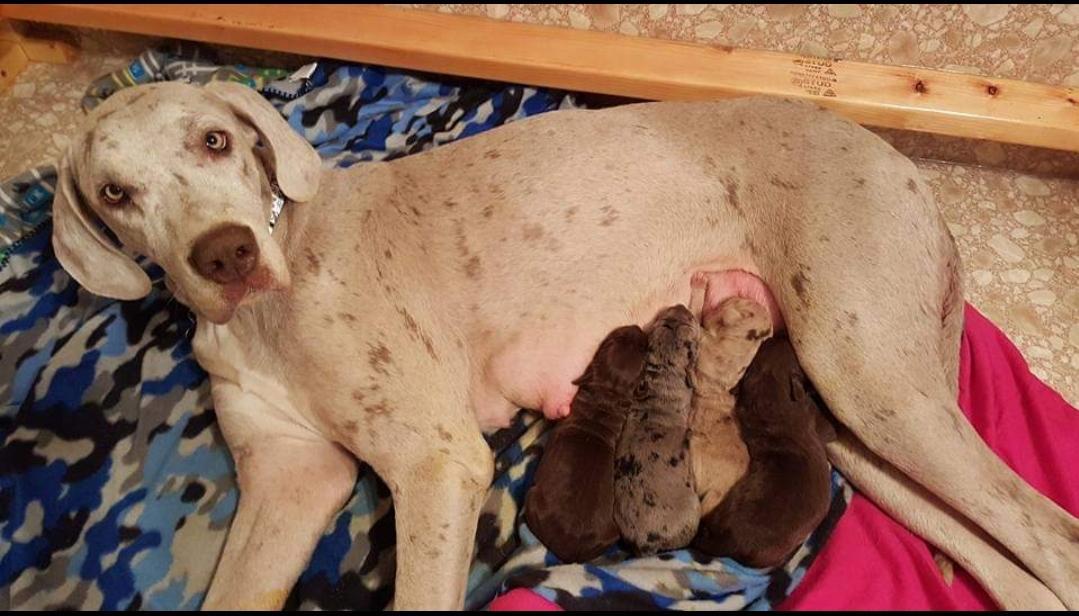 Broken Arrow's Purple Passion First In Line | Great Dane 
