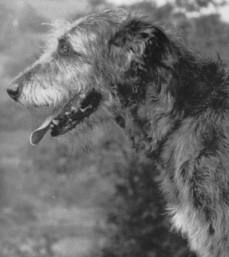 Killykeen Jermyma | Irish Wolfhound 