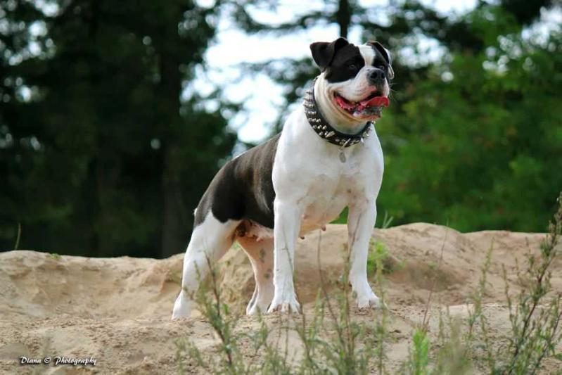 Gundersens Gefion | Olde English Bulldogge 