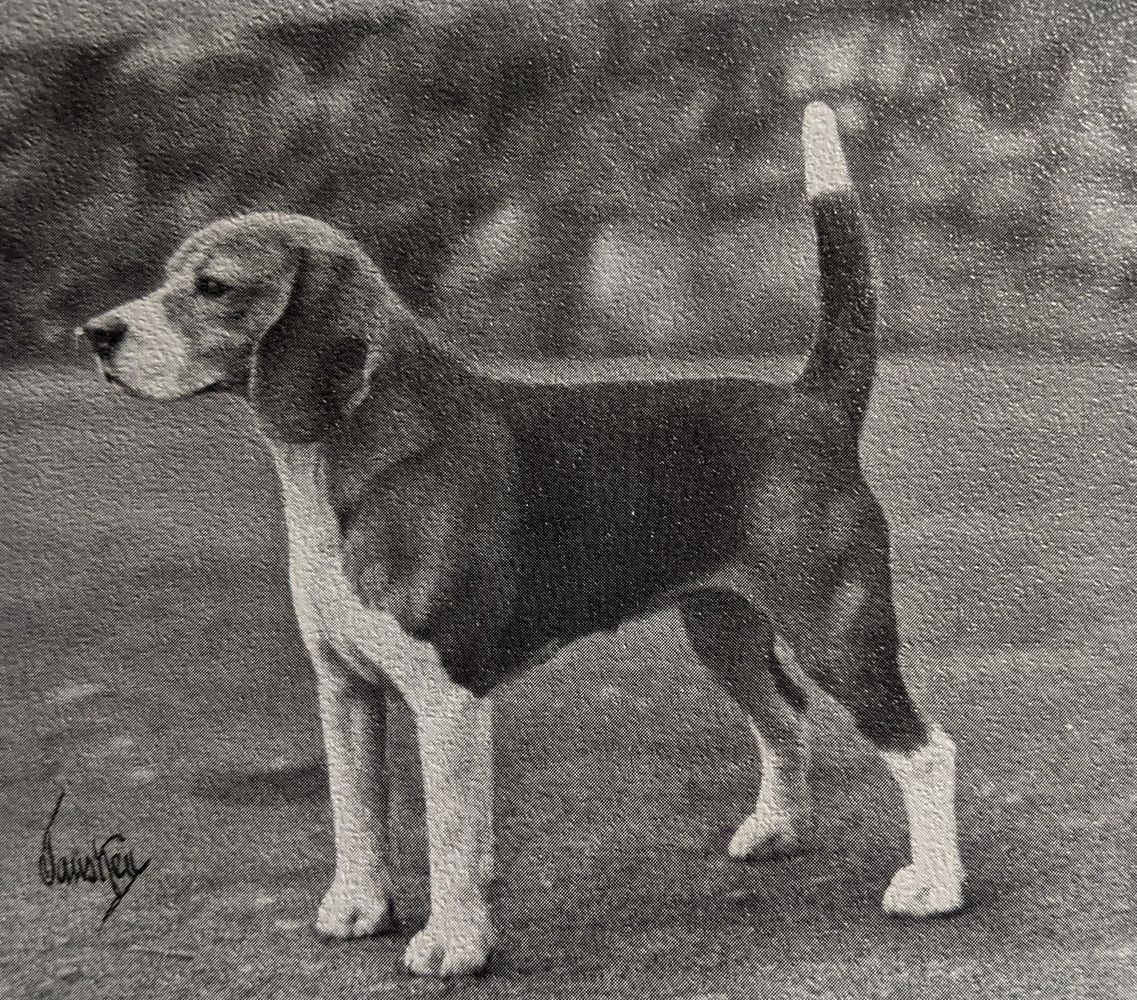 Pixshire's Texas Tally | Beagle 