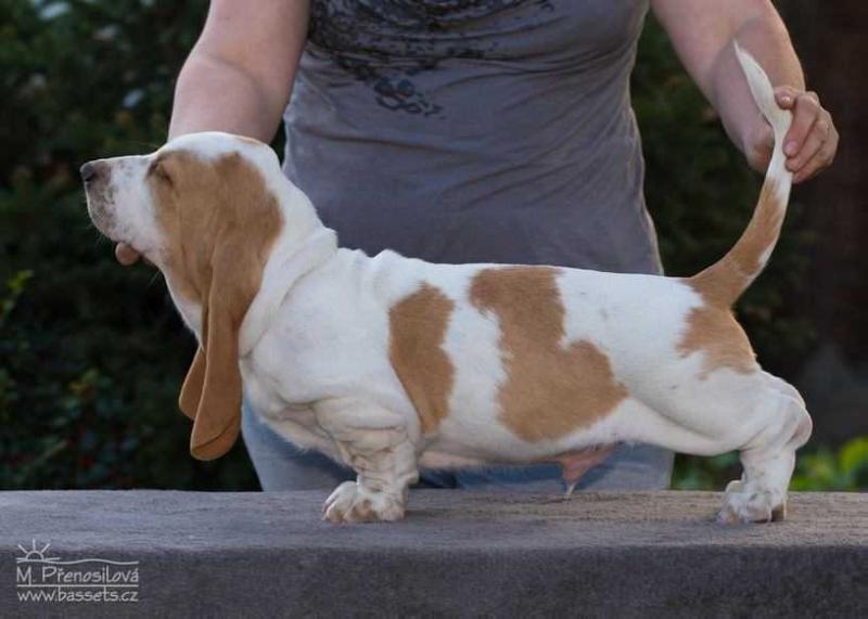 Why Not Lady Barnett's | Basset Hound 