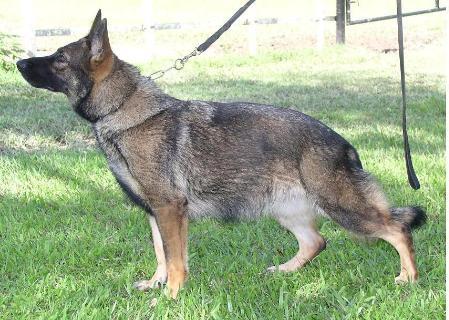 Gama von der Alegria | German Shepherd Dog 