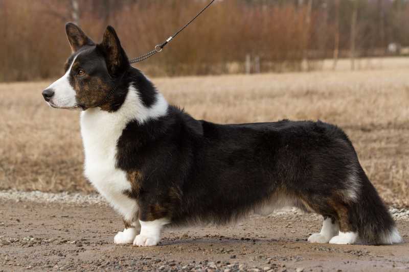 BIG-WOOD'S KEN ON KULTAA | Cardigan Welsh Corgi 