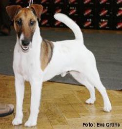 Agria zipper | Smooth Fox Terrier 