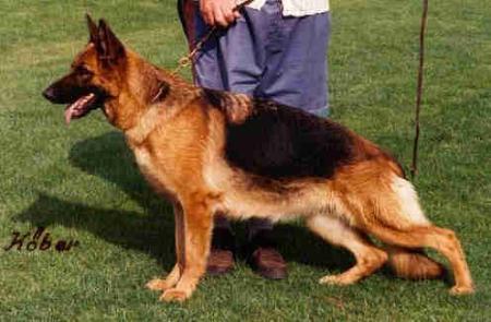 Gicy de la Taspelmatt | German Shepherd Dog 