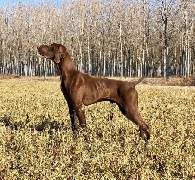 Pradellinensis Uncas | German Shorthaired Pointer 