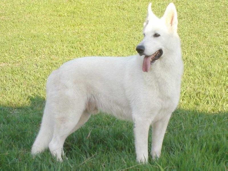 Monsenhor Rocha's Starhaven | White Swiss Shepherd Dog 