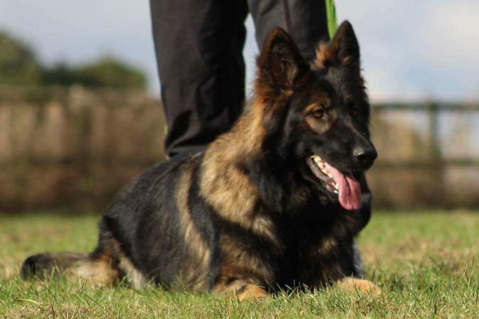 BRAYSUZ ANJA VOM MARLEYLAND | German Shepherd Dog 