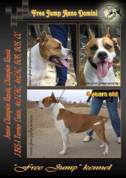 FREE JUMP ANOU DOMINAY | American Staffordshire Terrier 