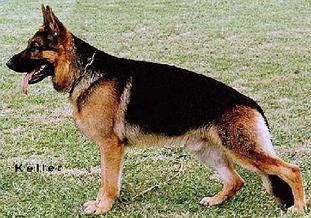 Cim vom Ecknachtal | German Shepherd Dog 