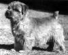 Nanfan Caper | Norfolk Terrier 