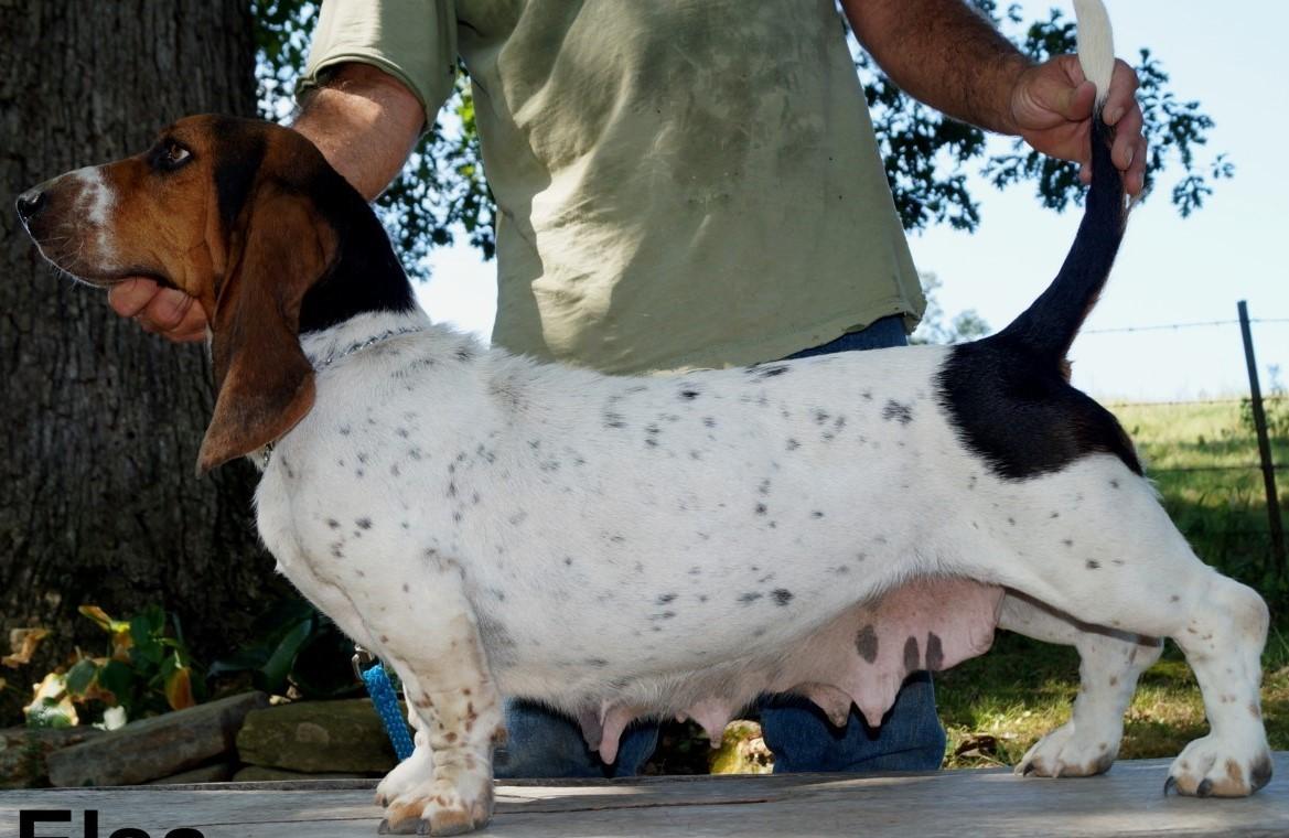 Stonewall Elsa | Basset Hound 