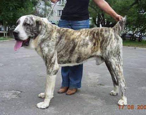 ????? ???? | Central Asian Shepherd Dog 