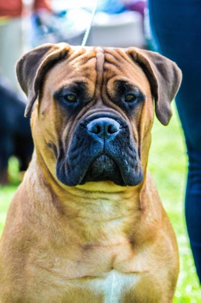 HOT ESTERA ZIMOWA AURA | Bullmastiff 