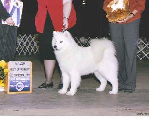 Daystar's Glamorous LIfe | Samoyed 