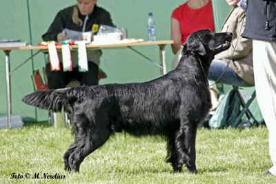 Moonstruck Daredevil | Flat-Coated Retriever 