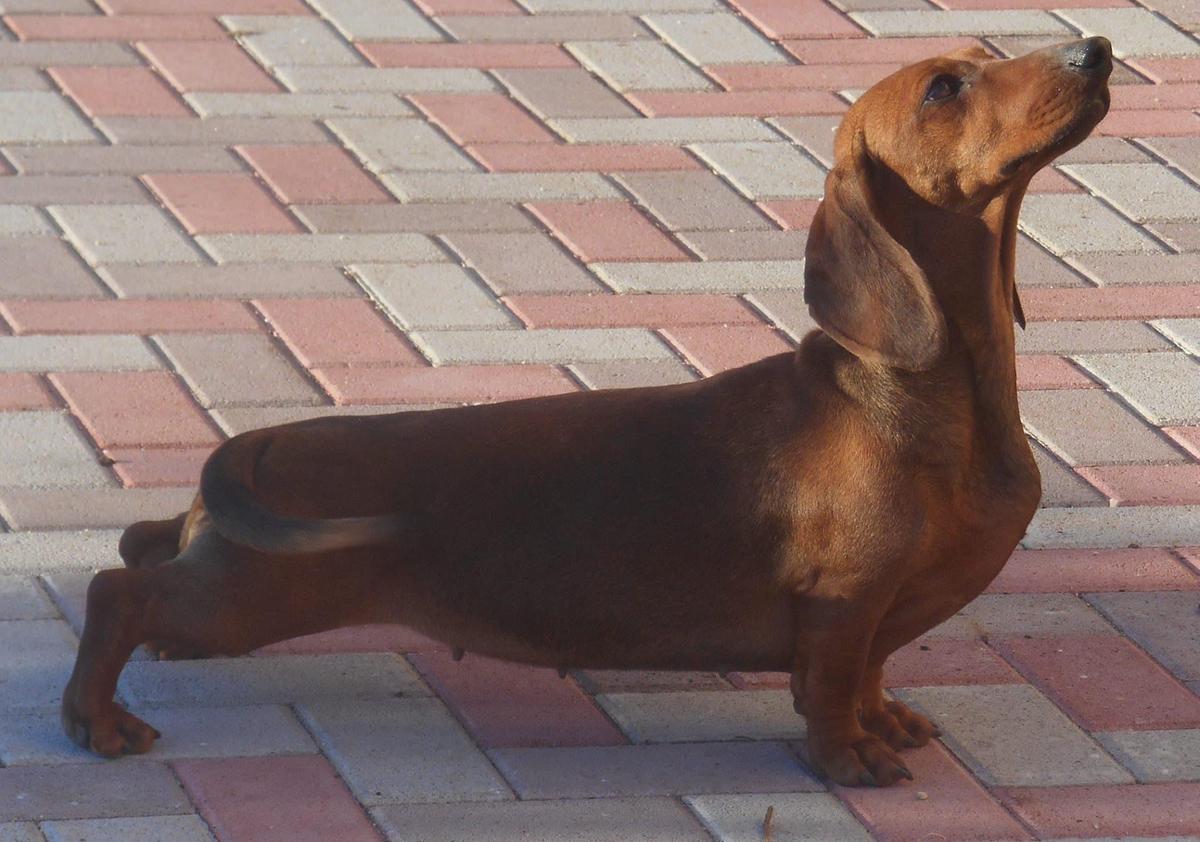 OLIVA DI TURBOLAND | Dachshund 