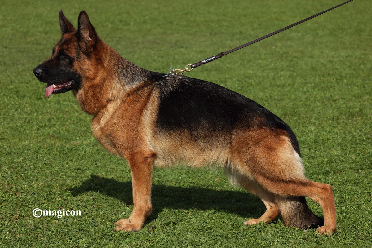 Kayleen Garliavietis | German Shepherd Dog 