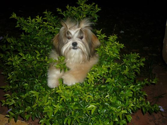 Cindy of Small King | Lhasa Apso 