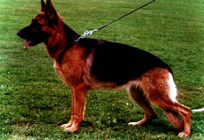 Jolly von der Atomstadt | German Shepherd Dog 