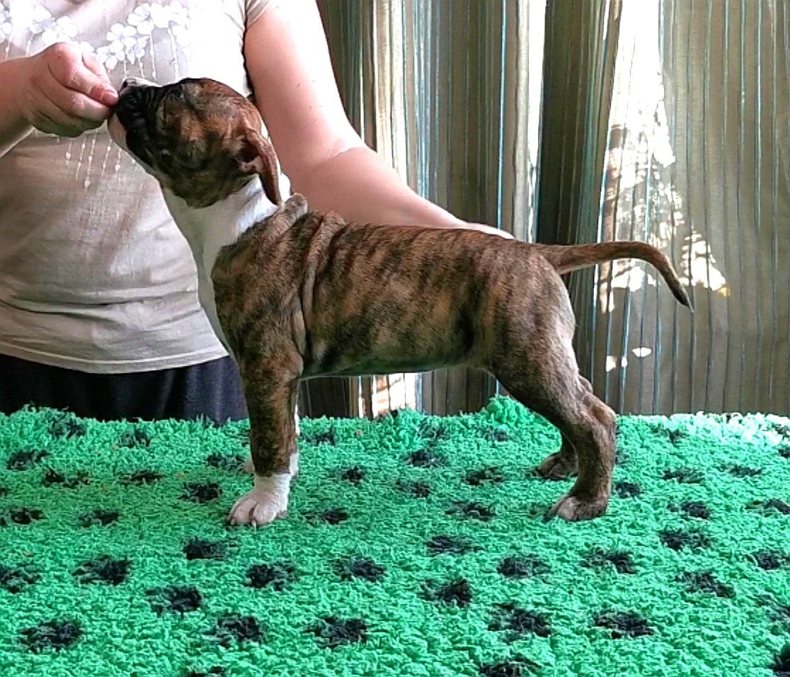 Montana Royal Warrant | American Staffordshire Terrier 