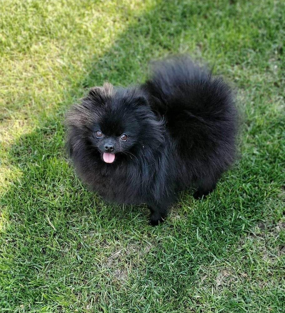 Yorkamaniya Circeya | German Spitz 