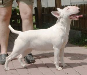Miracle Morfeusz Opalplast | Bull Terrier 