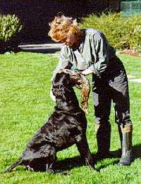 CORBIE V HEGE HAUS | German Shorthaired Pointer 