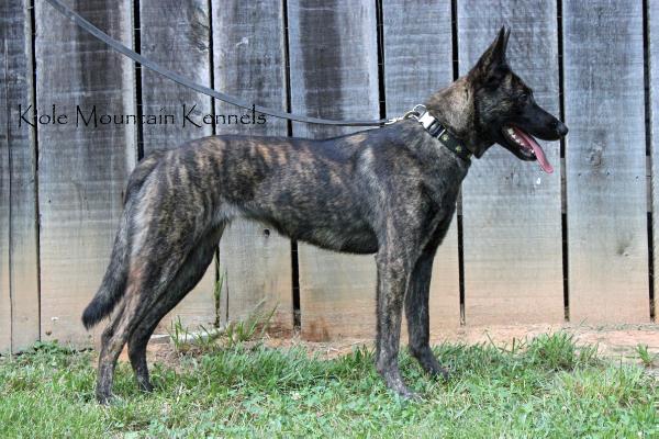 Kole Mountain's Charlie | Dutch Shepherd 