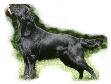 Ravenswood de la Source d'Edesse | Flat-Coated Retriever 