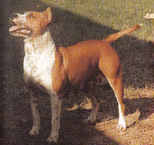 Magnolia's Sunshine Of Harber | American Staffordshire Terrier 