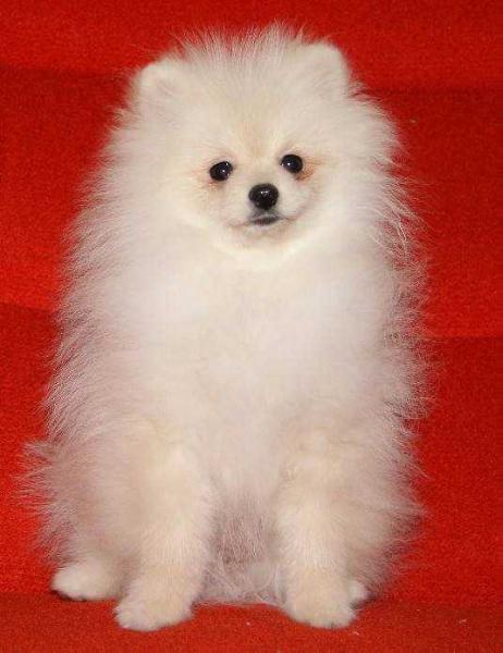 SHA-MA-NI Star INTRIGUE BLONDIE BABY | German Spitz 