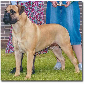 Banstock Captain Jack | Bullmastiff 