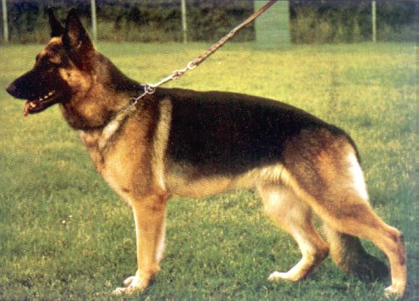 Frisa Grubenstolz | German Shepherd Dog 