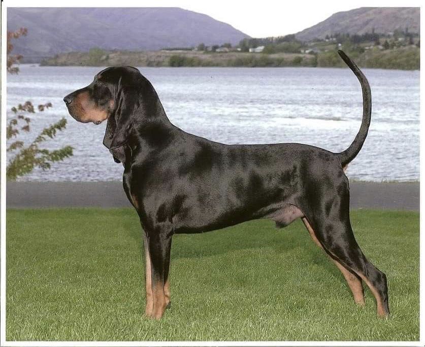 Windbourne Silver Hammer | Black and Tan Coonhound 