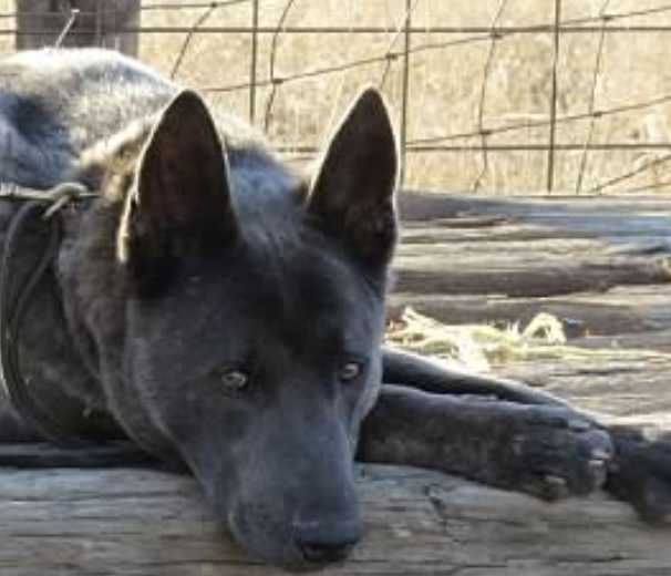 Land Of Oz Rogue | Dutch Shepherd 