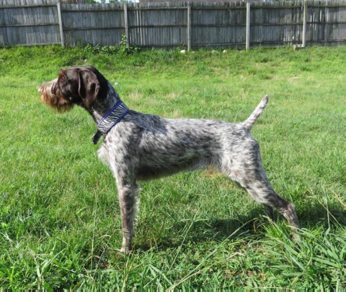 WesAnn's N Blueline's Cherries Jubilee | German Wirehaired Pointer 