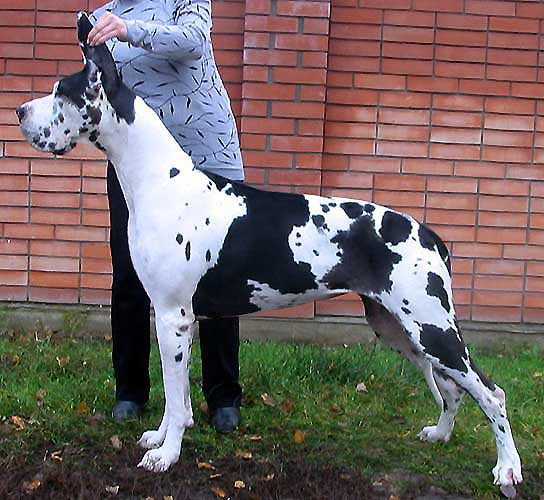 Luizador Gidzhi Dlja Remi | Great Dane 