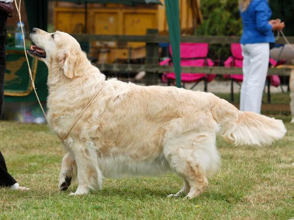 Pearlbarn Perriwinkle of Ritzilyn | Golden Retriever 
