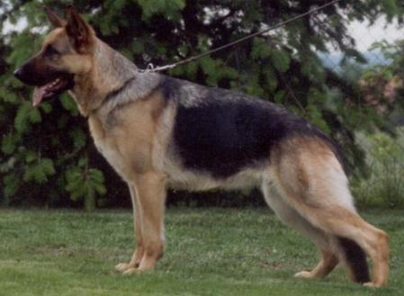 Hera vom Kronensee | German Shepherd Dog 