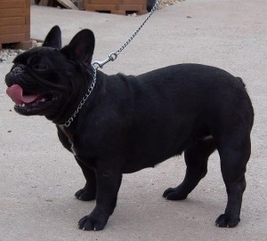 ILLIS MORAVIA LA BAROT | French Bulldog 