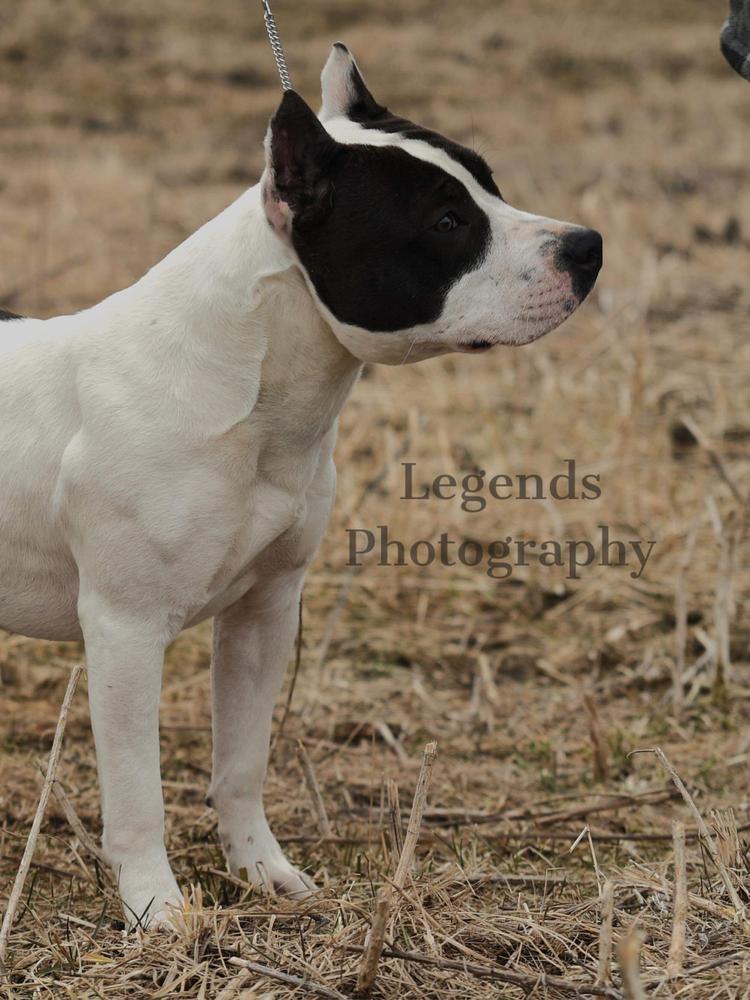 Cicero’s freedom Ryder at Gunsmoke | American Staffordshire Terrier 
