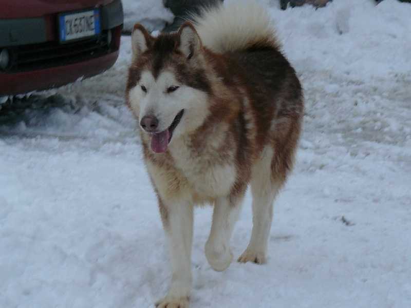 EIGHTWONDER OF THE NORDIC DREAM | Alaskan Malamute 