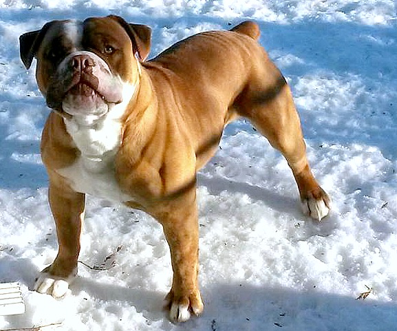 TBZ Cyrus | Olde English Bulldogge 