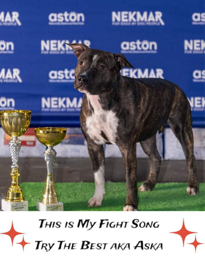 This Is My Fight Song Try The Best | American Staffordshire Terrier 