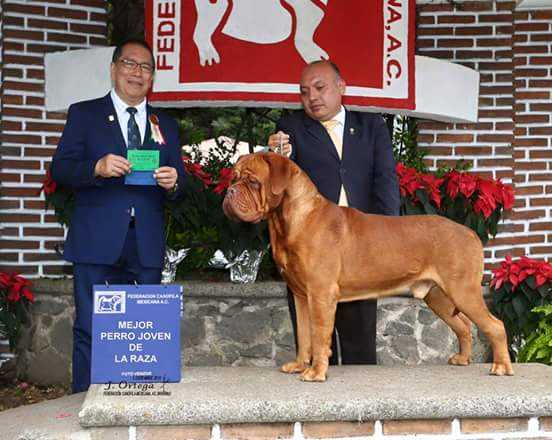 Frank Sinatra | Dogue de Bordeaux 