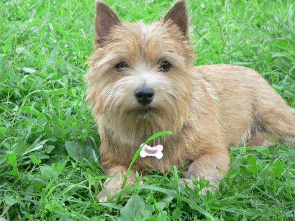 X-Tra Grand Villa Rose | Norwich Terrier 