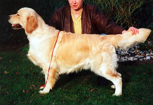 Steval Oneupmanship | Golden Retriever 